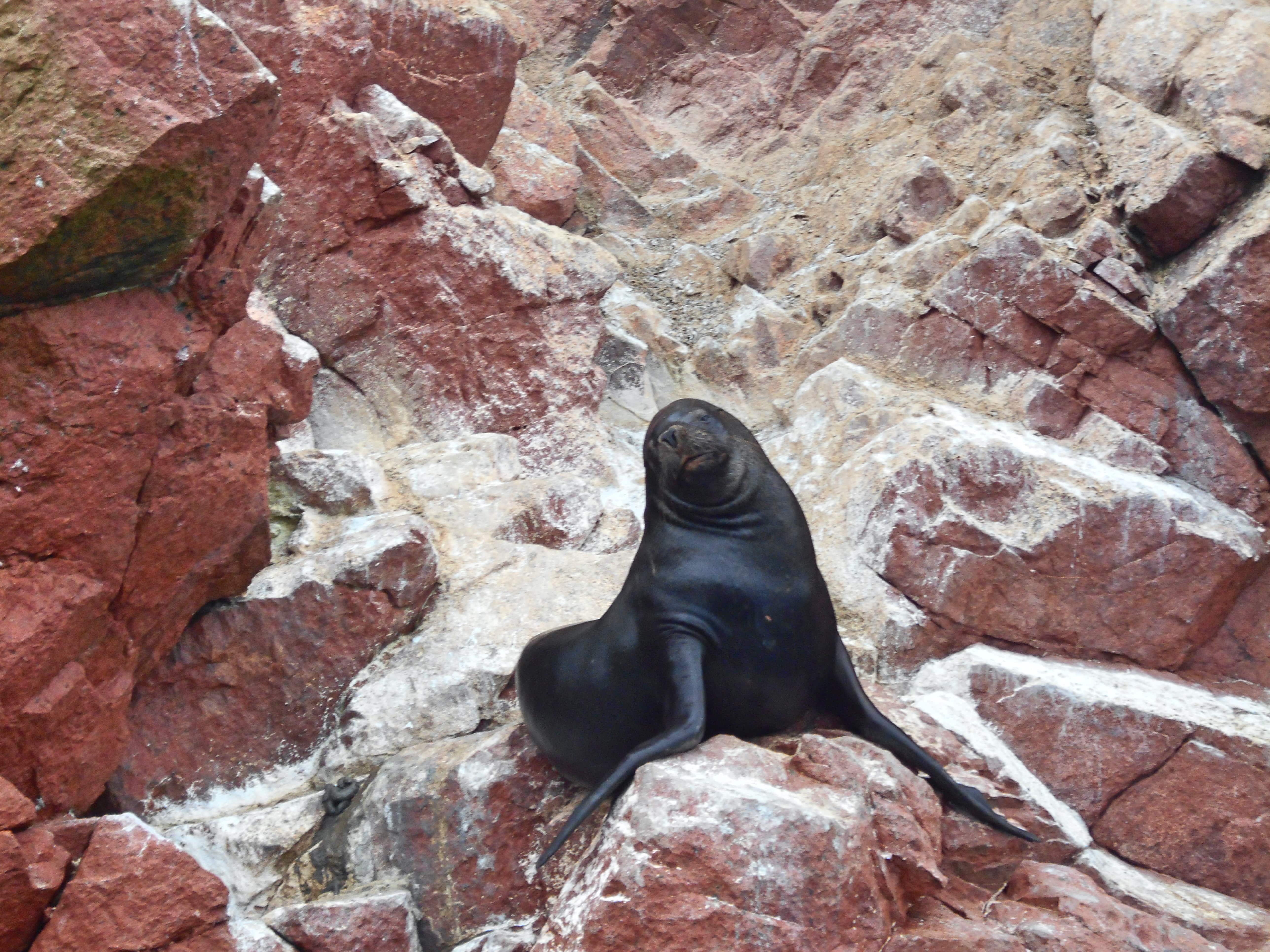 seal smiling at camera on red rock